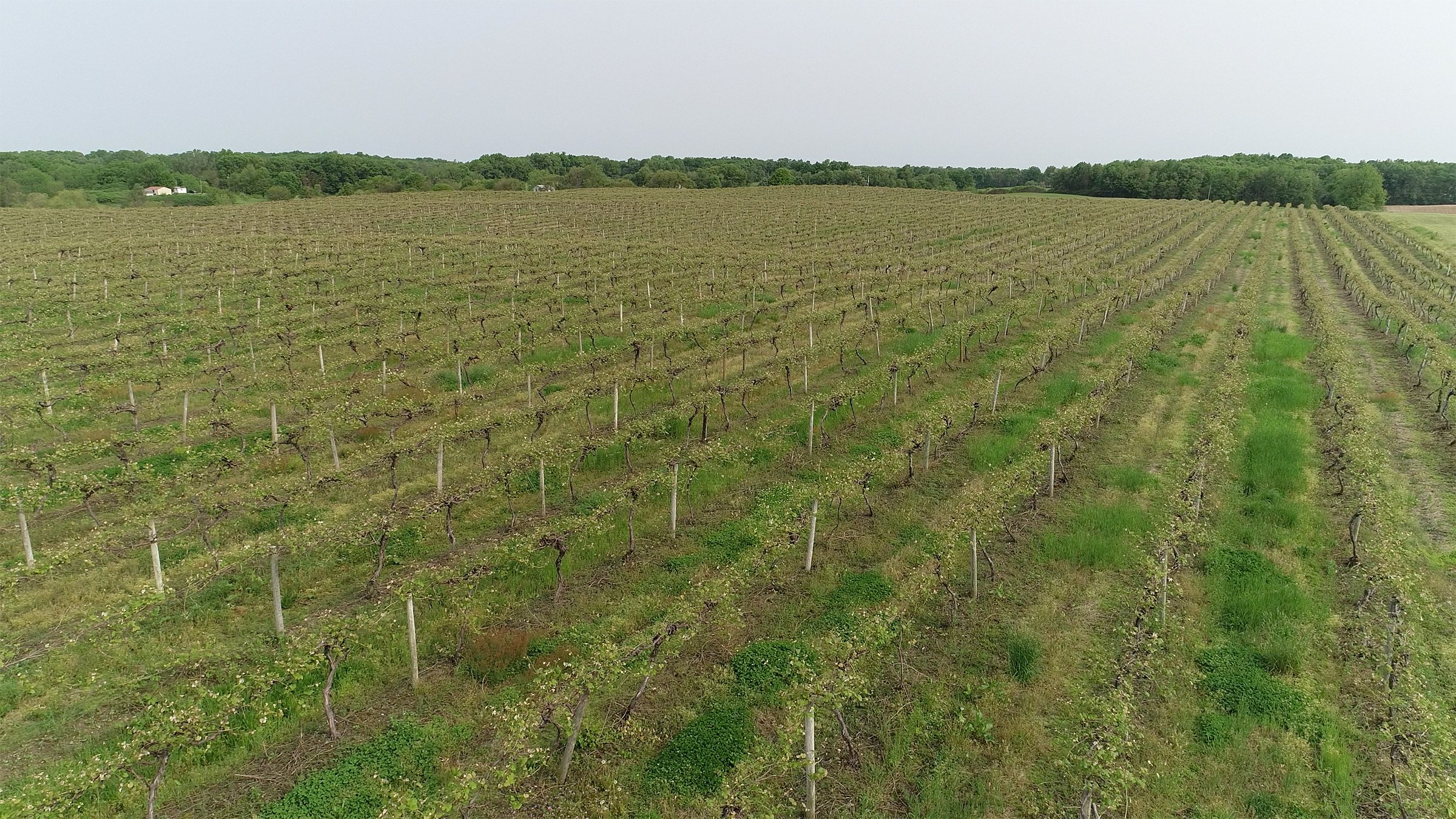 Van Buren County, Michigan farmland - LAND AUCTION - 194+/- ACRES OFFERED IN 5 TRACTS IN VAN BUREN COUNTY, MICHIGAN